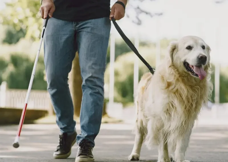 ¿Por qué no debes acariciar a un perro guía?; conoce por qué puede afectar su labor