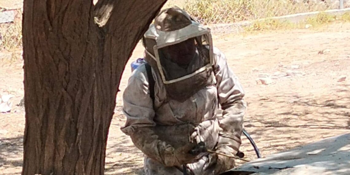 Protección Civil de Ahome reubica panales de abejas en iglesia y escuela; una persona resultó afectada