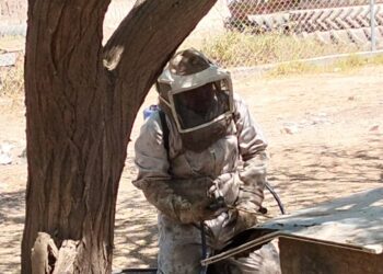 Protección Civil de Ahome reubica panales de abejas en iglesia y escuela; una persona resultó afectada