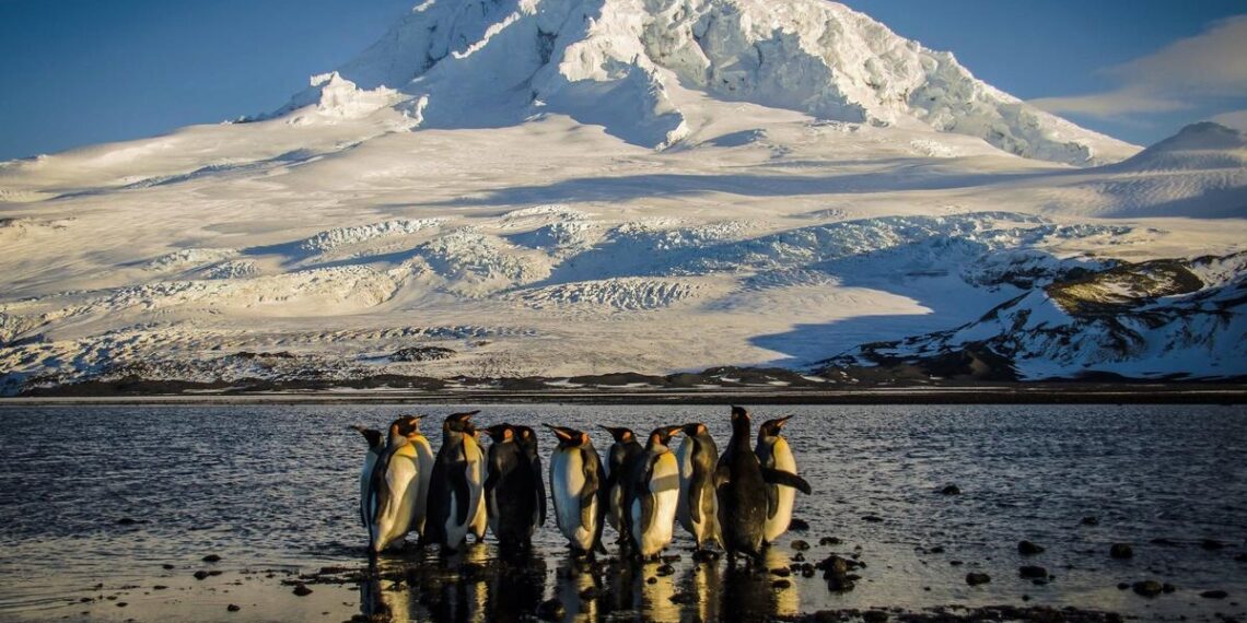 Trump impone aranceles a un archipiélago sin humanos pero sí con focas y pingüinos