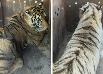 Aseguran 2 tigres de Bengala y explosivos en Sinaloa de Leyva