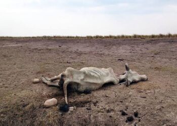 “El ganado ya está muriéndose”, declaratoria de emergencia por sequía llega demasiado tarde: PRI