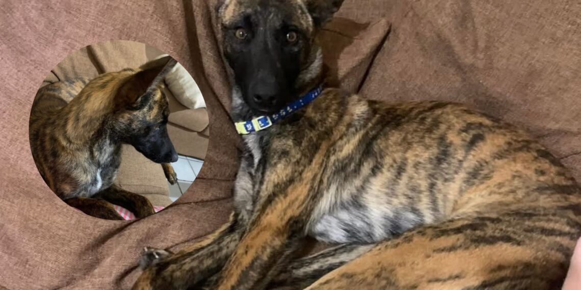 ¡Atención, buscan a Maggí! Ciudadanos reportan perrita extraviada en Los Mochis – NR | NOTICIAS