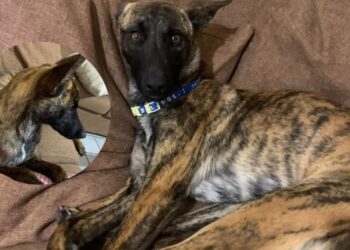 ¡Atención, buscan a Maggí! Ciudadanos reportan perrita extraviada en Los Mochis – NR | NOTICIAS 