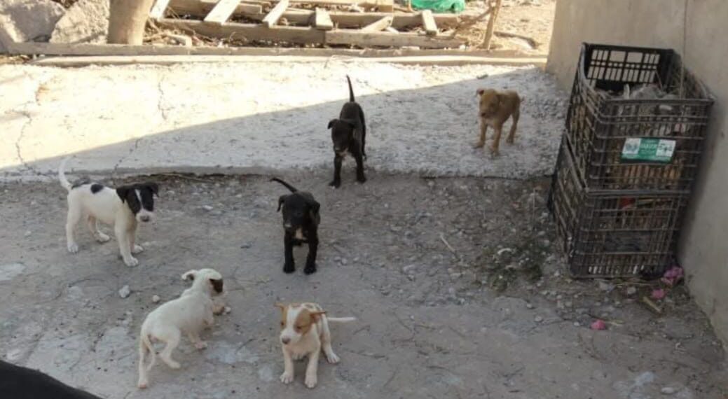 ¡Lamentable! Muere perra por presunto envenenamiento; dejan crías en adopción – NR | NOTICIAS