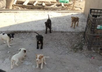 ¡Lamentable! Muere perra por presunto envenenamiento; dejan crías en adopción – NR | NOTICIAS