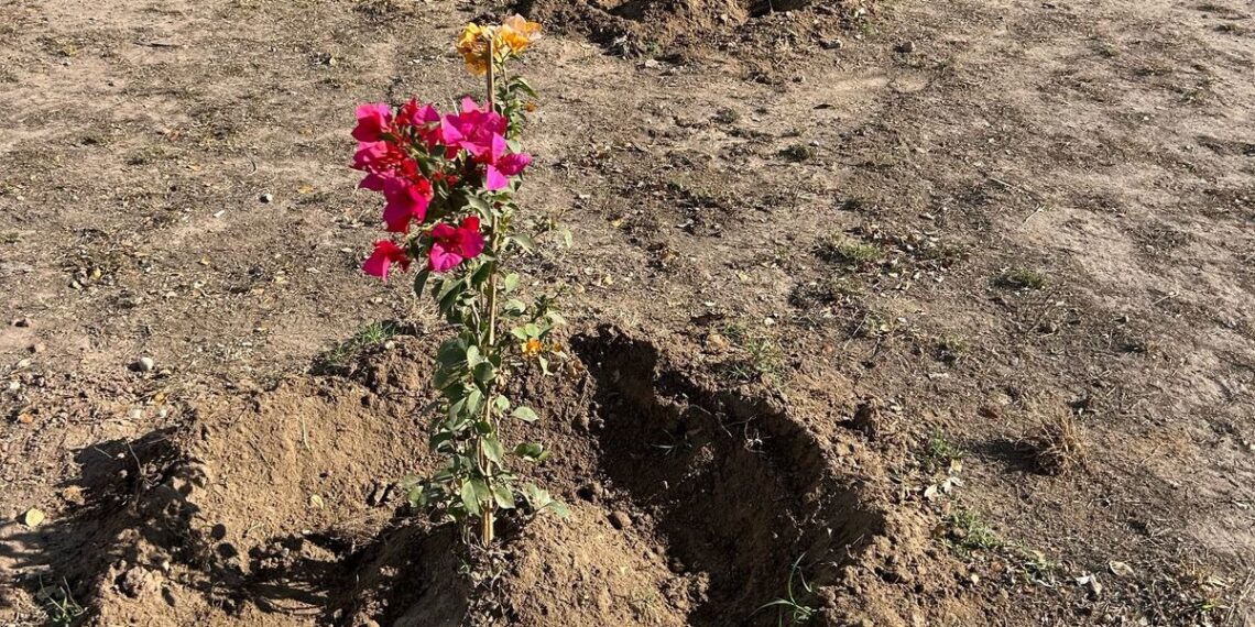 Más de 700 buganvilias se siembran en Los Mochis: Servicios Públicos – NR | NOTICIAS