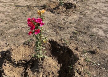 Más de 700 buganvilias se siembran en Los Mochis: Servicios Públicos – NR | NOTICIAS