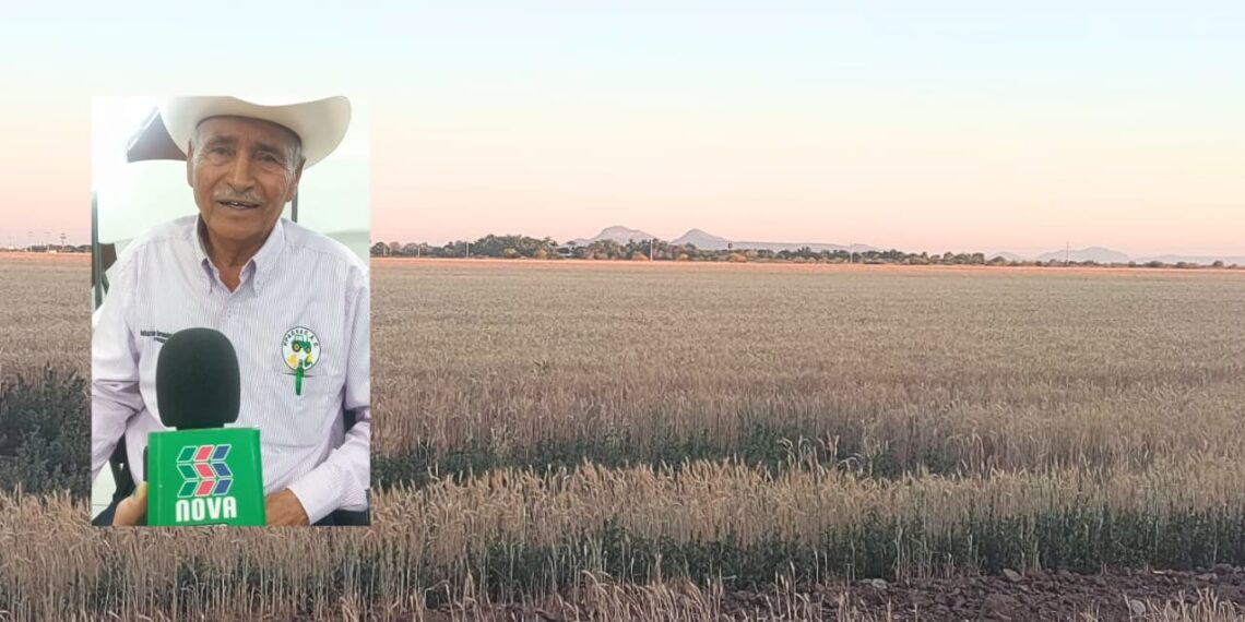 Pese a la sequía, agricultores logran sembrar 32 mil hectáreas de trigo en Sinaloa – NR | NOTICIAS 