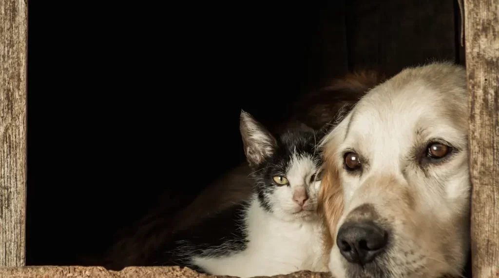 Realizarán Feria de Esterilización Gratuita en Colonia Tabachines