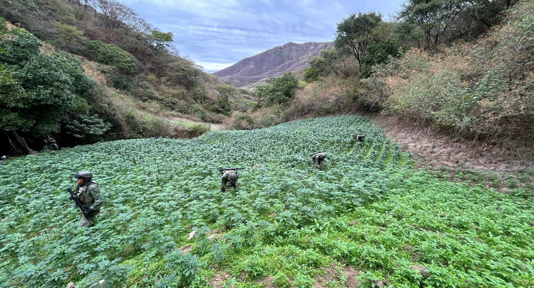 Ejército destruye 203 plantíos de amapola y mariguana en seis estados