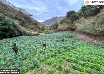 Ejército destruye 203 plantíos de amapola y mariguana en seis estados