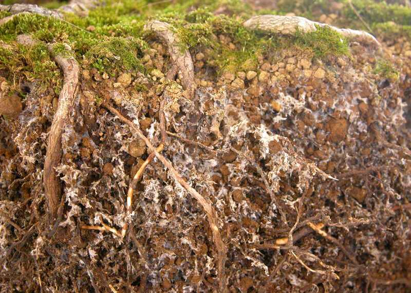 De gran importancia la aplicación de hongos micorrízicos en la agricultura, sobre todo para los productores temporaleros por sus grandes beneficios