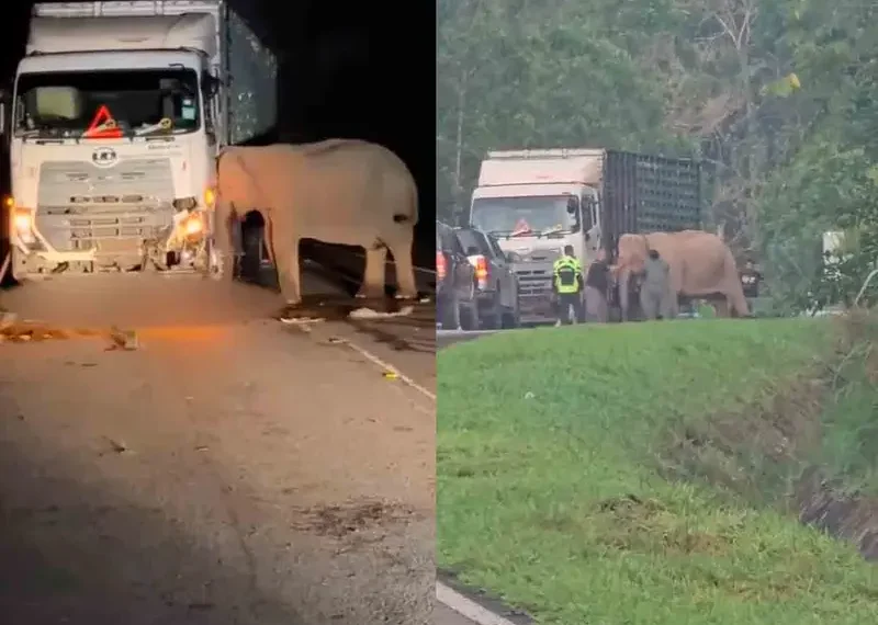El desgarrador momento en que una mamá elefante intenta durante horas rescatar a su cría muerta bajo un camión