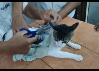 ‘Narco michi’ cae en Costa Rica: usaban a un gato para meter droga a prisión