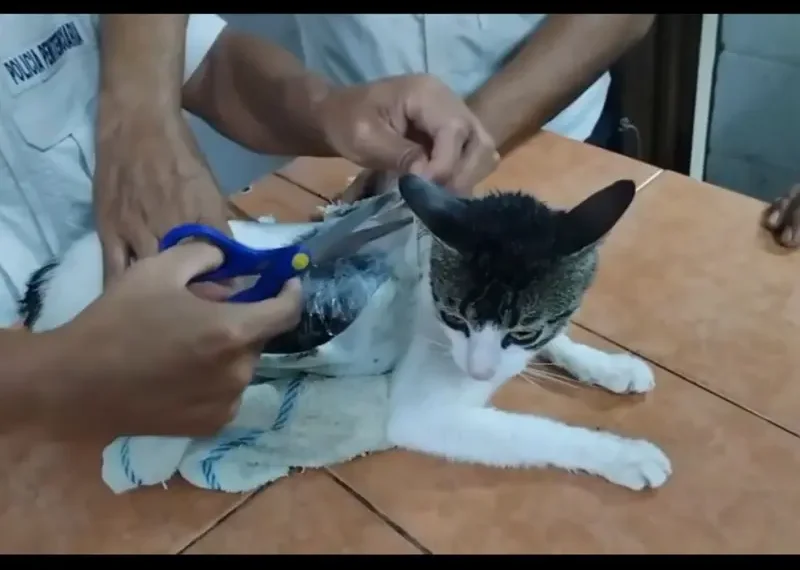 ‘Narco michi’ cae en Costa Rica: usaban a un gato para meter droga a prisión