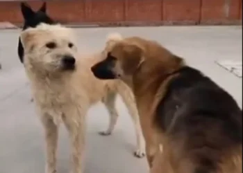 VIDEO Corona Rey Carlos en peligro Rocky desafía liderazgo