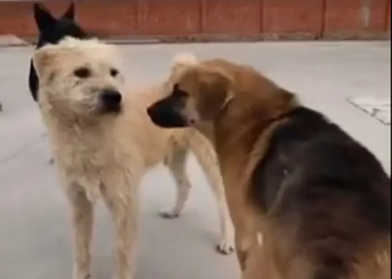 VIDEO Corona Rey Carlos en peligro Rocky desafía liderazgo