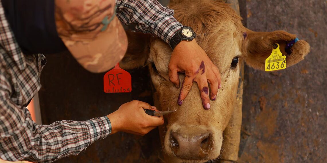 Anuncian México y EE.UU. medidas para hacer frente al gusano barrenador