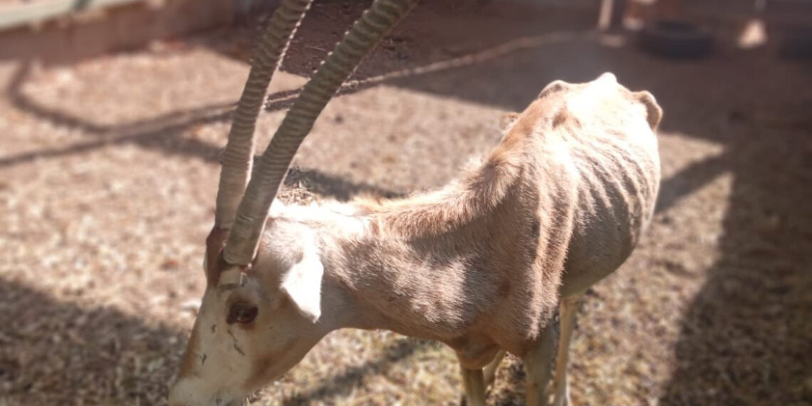 Se revisará condiciones del zoológico de Culiacán tras denuncias ciudadanas: Rocha