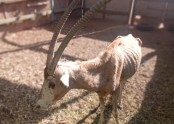 Se revisará condiciones del zoológico de Culiacán tras denuncias ciudadanas: Rocha