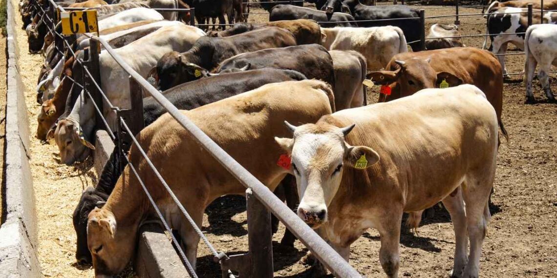 Sheinbaum califica de “injusta” la decisión de EE.UU. de cerrar la frontera al ganado mexicano