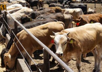 Sheinbaum califica de “injusta” la decisión de EE.UU. de cerrar la frontera al ganado mexicano