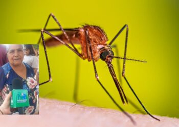 Mosquitos fuera: Vecinos del sector Rubén Jaramillo solicitan brigada de fumigación – NR | NOTICIAS