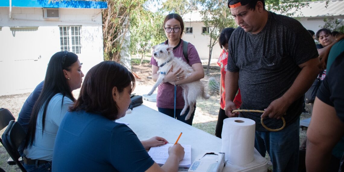 Exitosa jornada de esterilización gratuita en Culiacán: 77 mascotas atendidas en primer día
