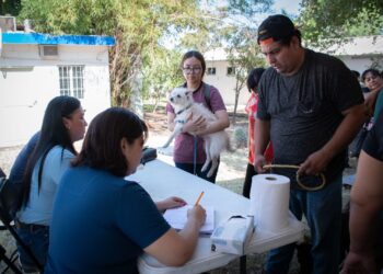 Exitosa jornada de esterilización gratuita en Culiacán: 77 mascotas atendidas en primer día