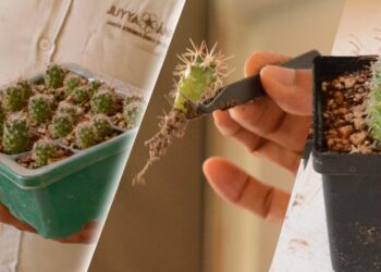 Jardín Botánico te invita al “Pabellón de la Biodiversidad”.