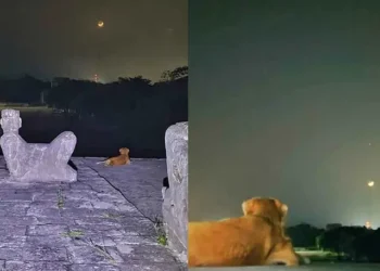 ‘Osita’, la perrita guardiana de Chichén Itzá que enamora al mundo al contemplar la Luna