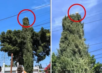 ¿Es un ave? Perrito sube a la punta más alta de un árbol y nadie sabe cómo llegó (VIDEO)