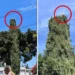 ¿Es un ave? Perrito sube a la punta más alta de un árbol y nadie sabe cómo llegó (VIDEO)