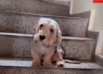 ‘Tienes 8 días para comportarte’: el regaño más tierno a un lomito conquista internet