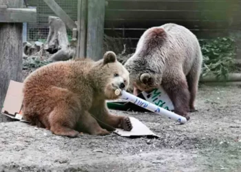 Dos osos escapan y se dan un festín de miel digno de Winnie the Pooh