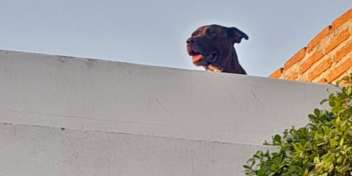 Rescatan a pitbull que ingresó a vivienda en fraccionamiento de Culiacán