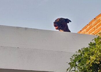 Rescatan a pitbull que ingresó a vivienda en fraccionamiento de Culiacán