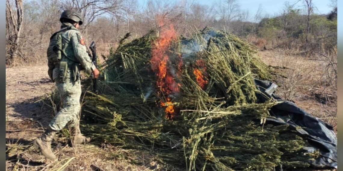 En Culiacán, Grupo Interinstitucional asegura cuatro áreas de almacenamiento de sustancias químicas, un laboratorio inactivo y dos secaderos de marihuana