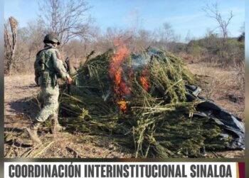 En Culiacán, Grupo Interinstitucional asegura cuatro áreas de almacenamiento de sustancias químicas, un laboratorio inactivo y dos secaderos de marihuana