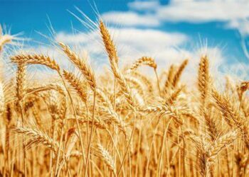 Industria se prepara para importar trigo por baja producción en el noroeste del país