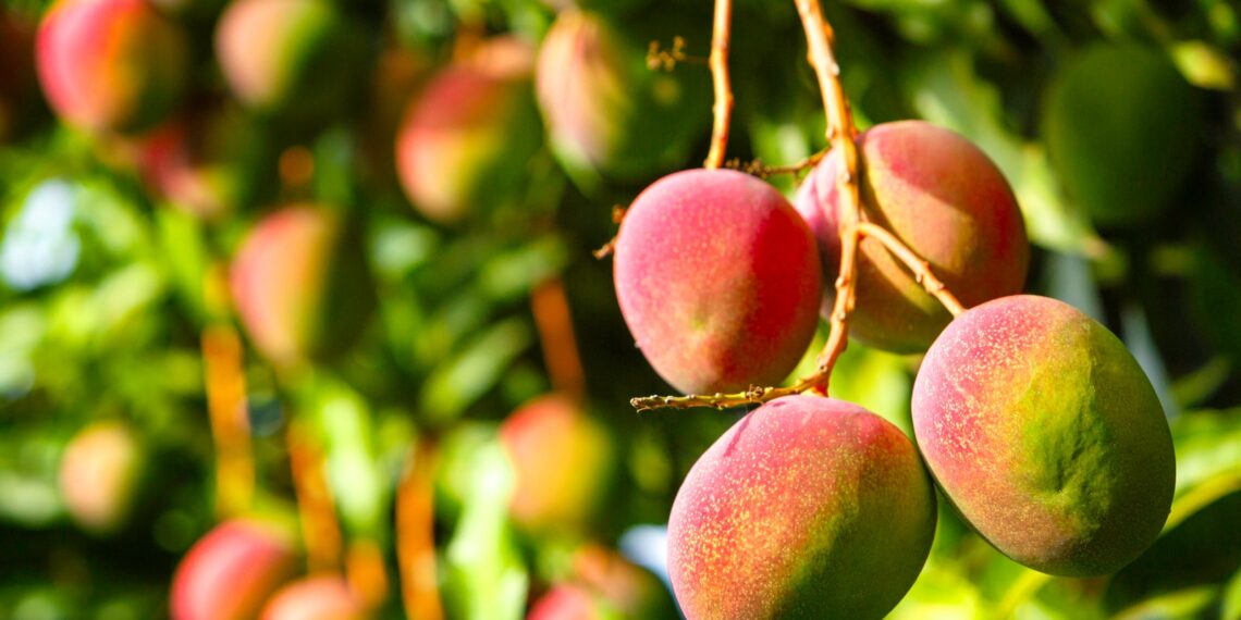 Mango sinaloense apunta más alto: productores refuerzan calidad para exportación