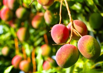 Mango sinaloense apunta más alto: productores refuerzan calidad para exportación