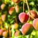 Mango sinaloense apunta más alto: productores refuerzan calidad para exportación