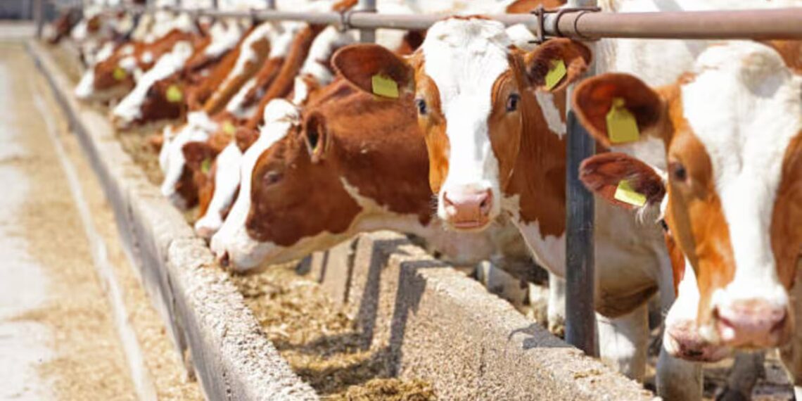 “No hay fecha” para reanudar exportaciones de ganado a EE.UU.: Sheinbaum