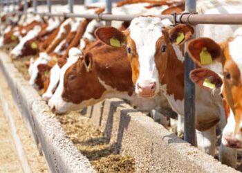 “No hay fecha” para reanudar exportaciones de ganado a EE.UU.: Sheinbaum