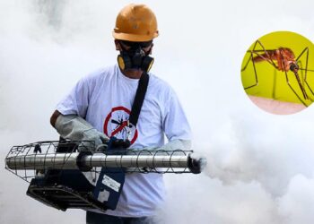 Estas son las colonias de Los Mochis que serán fumigadas esta semana – NR | NOTICIAS