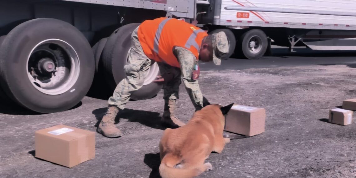 Aseguran droga en punto de revisión en ‘El Desengaño’