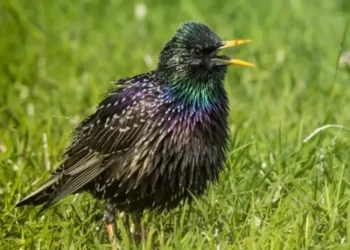 YouTuber almacena imagen digital en la memoria de un pájaro vivo