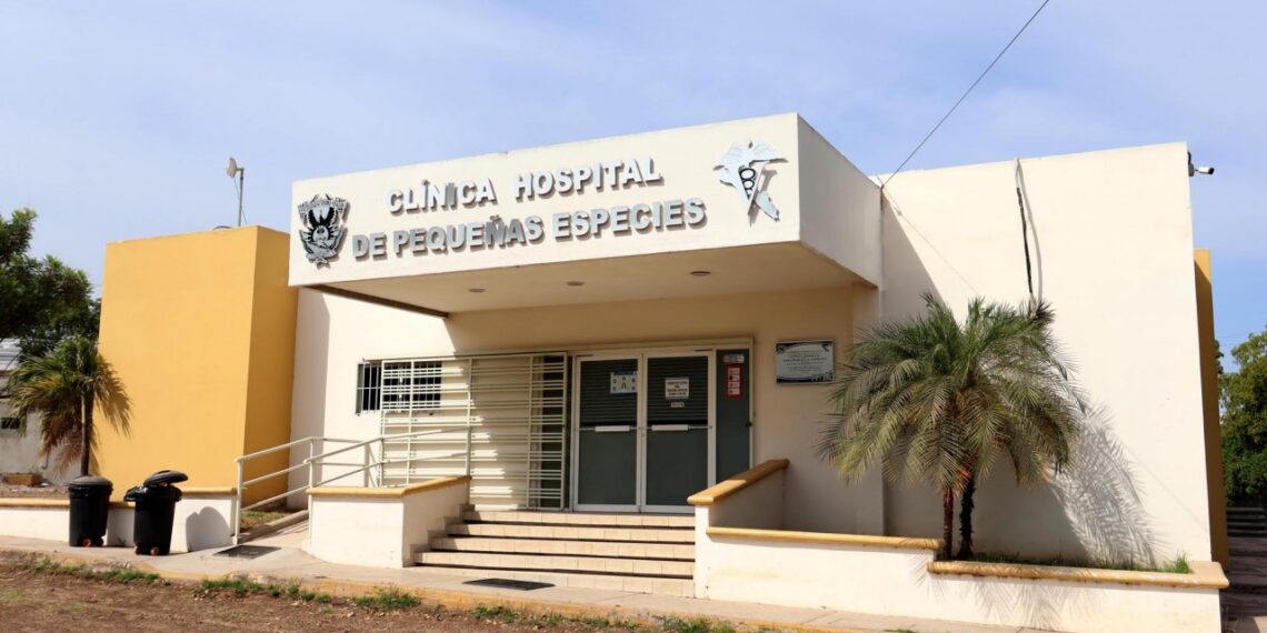 ¡A tener cuidado! Debido al calor y la humedad, las mascotas pueden sufrir de diversas enfermedades en la piel, señala especialista